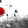 All_about_the_red_poppy